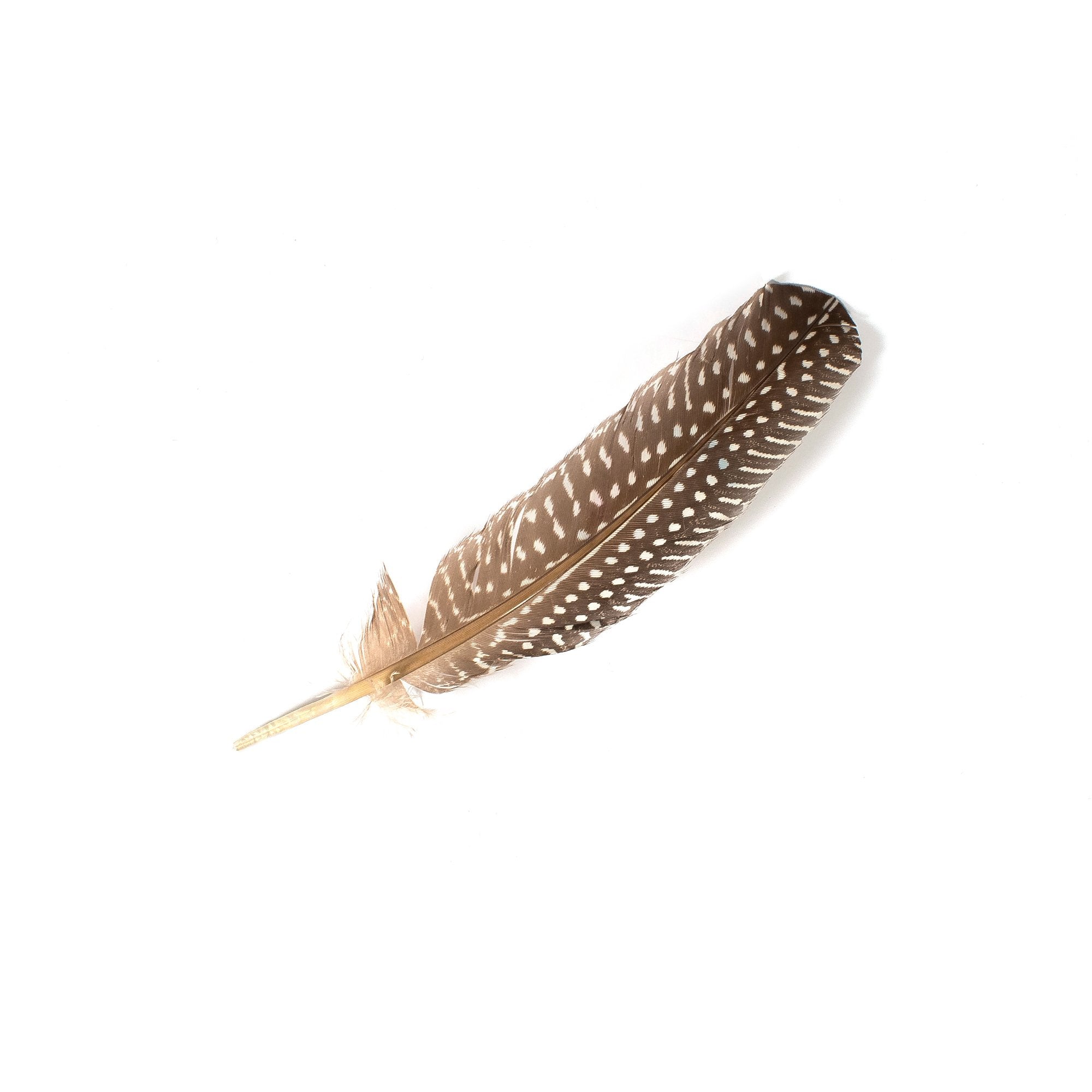Goorin Bros. meifeather feather Brown front view