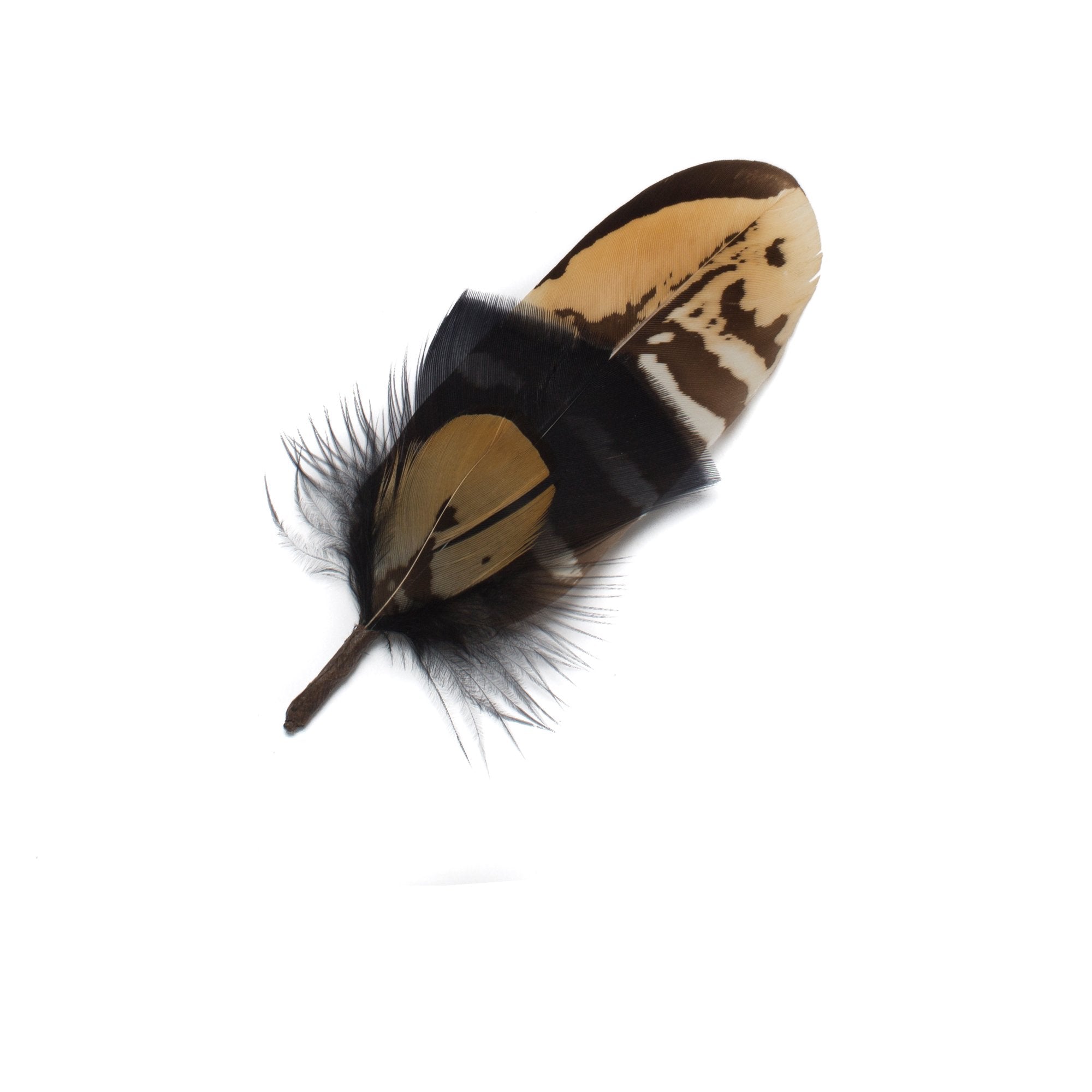 Goorin Bros. bobbi feather Black front view