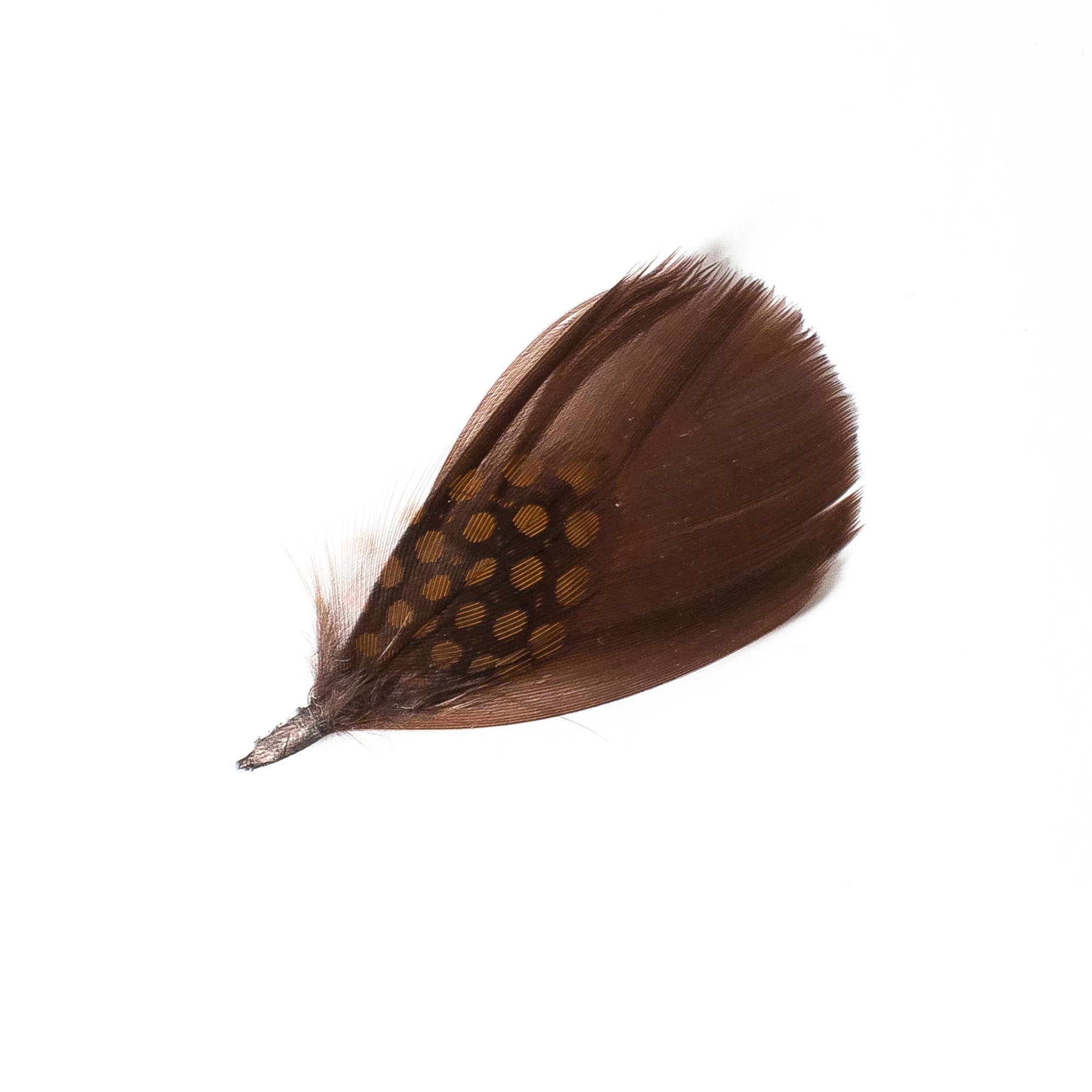 Goorin Bros. the hilde feather Brown front view