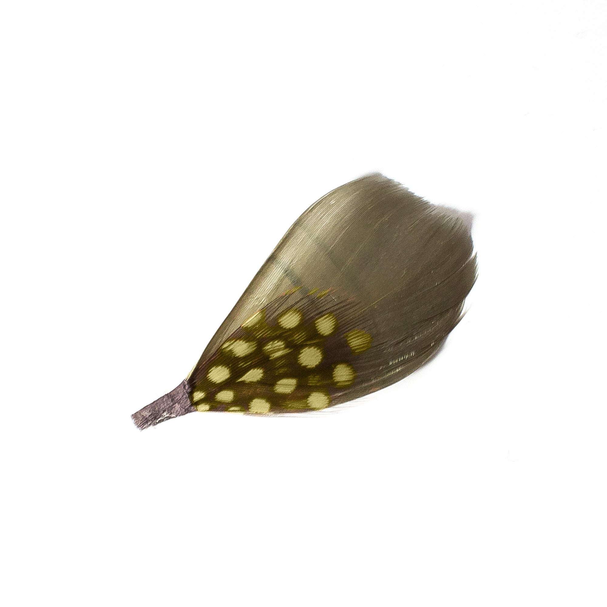 Goorin Bros. the hilde feather Green front view