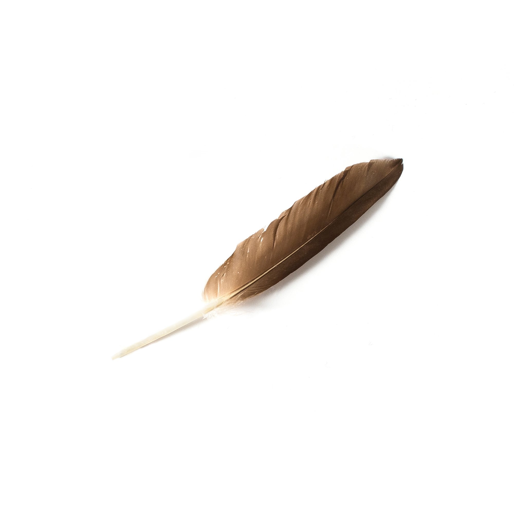 Goorin Bros. peking duck feather Brown front view