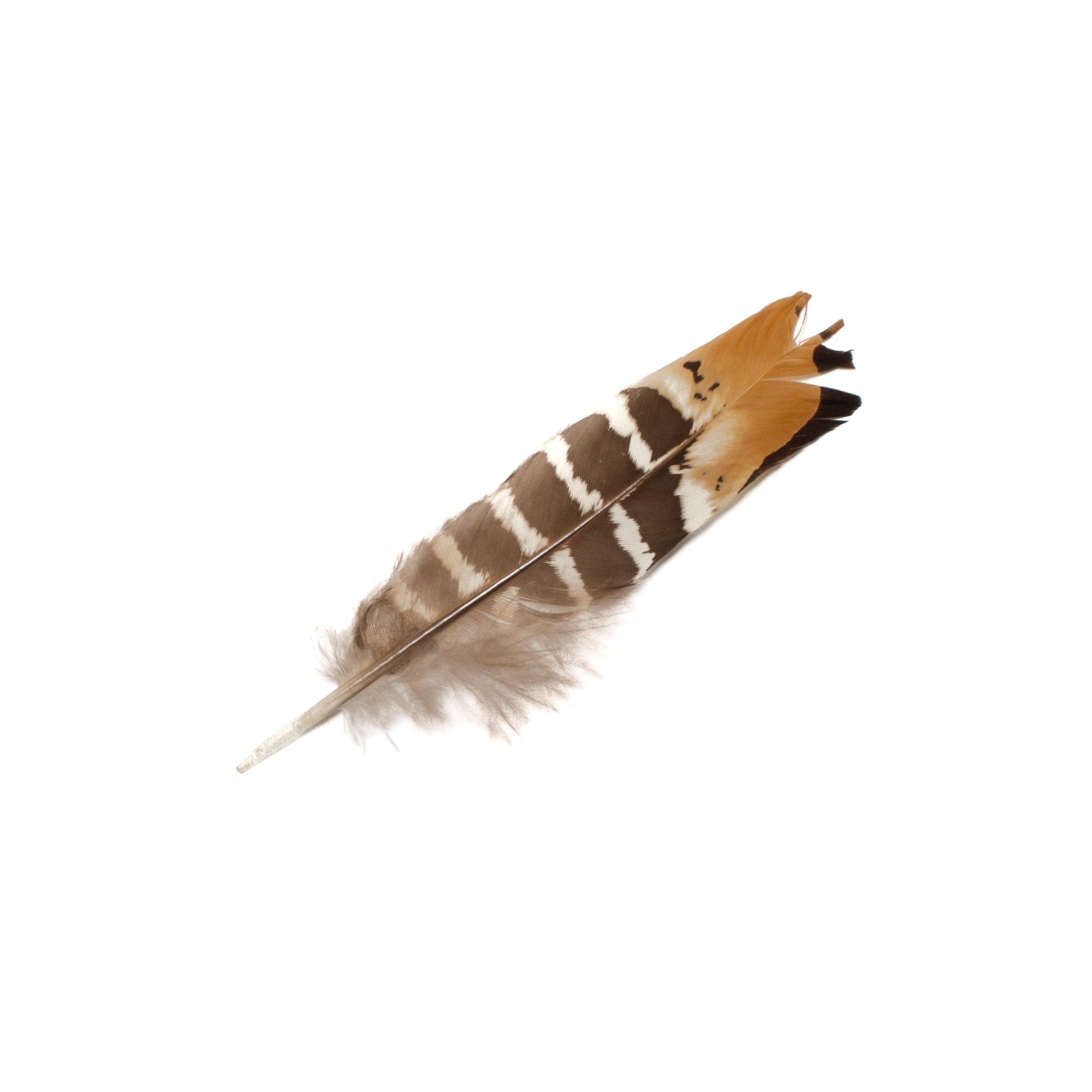 Goorin Bros. rio feather Brown front view