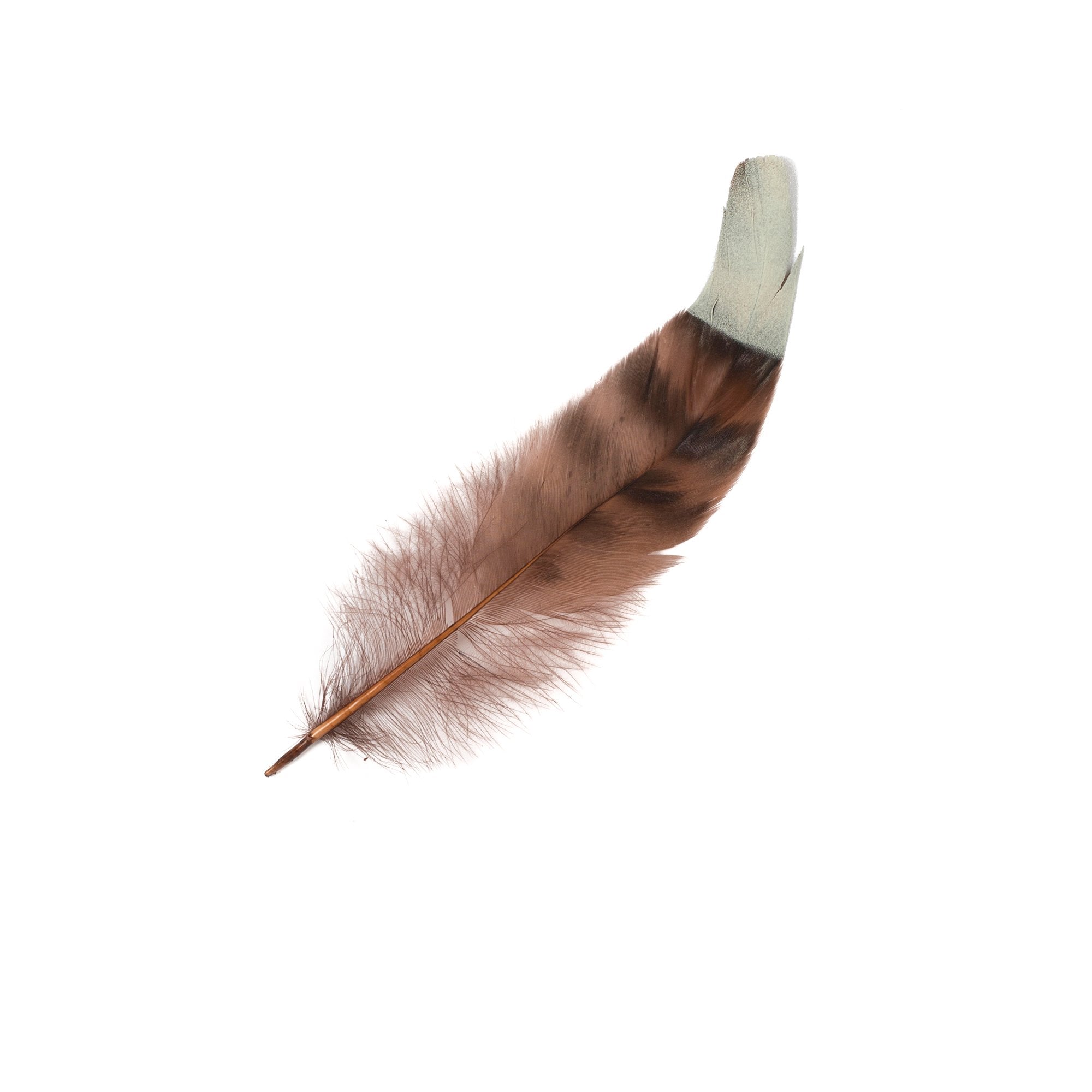 Goorin Bros. mocha dot feather Brown front view