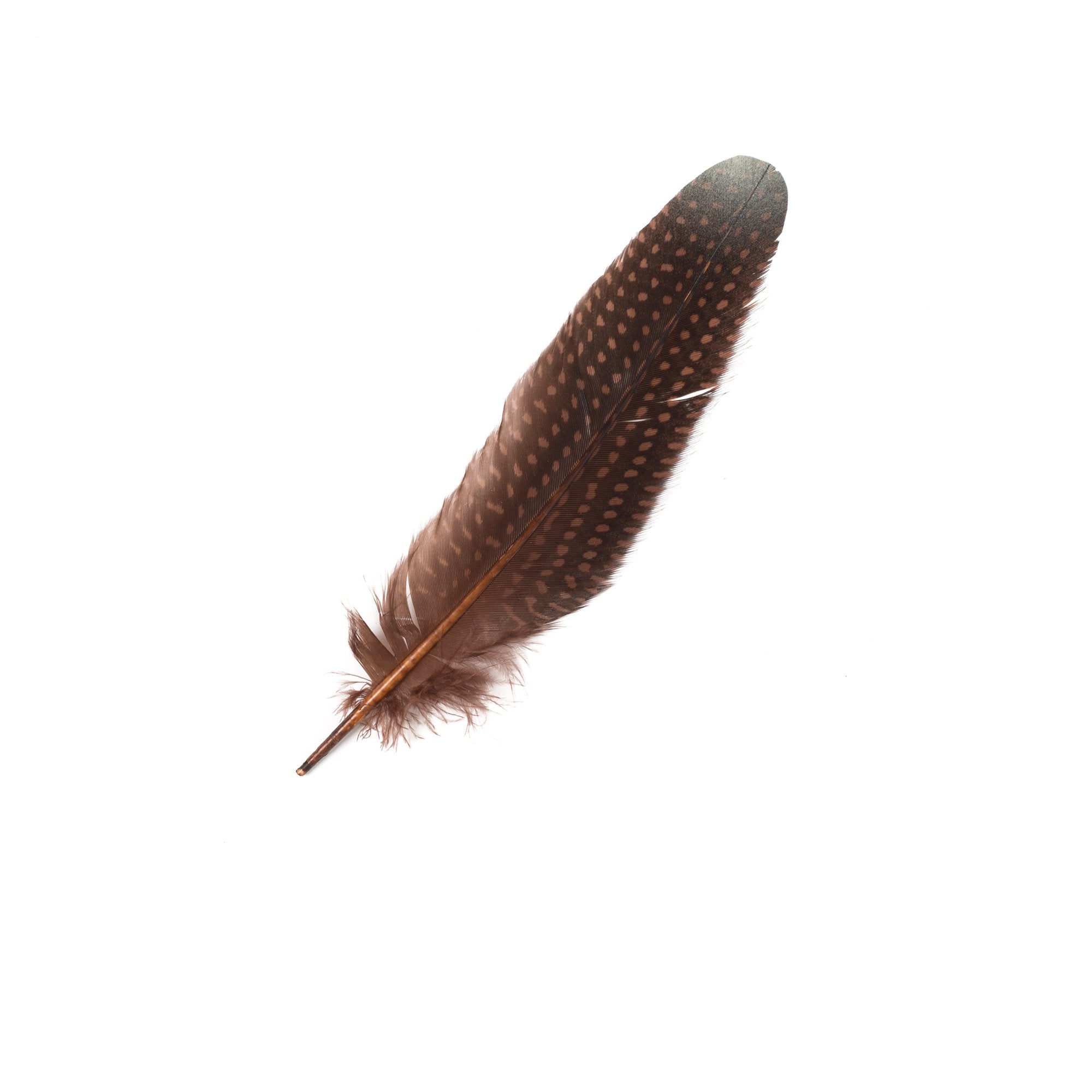 Goorin Bros. vive le taupe feather Brown front view