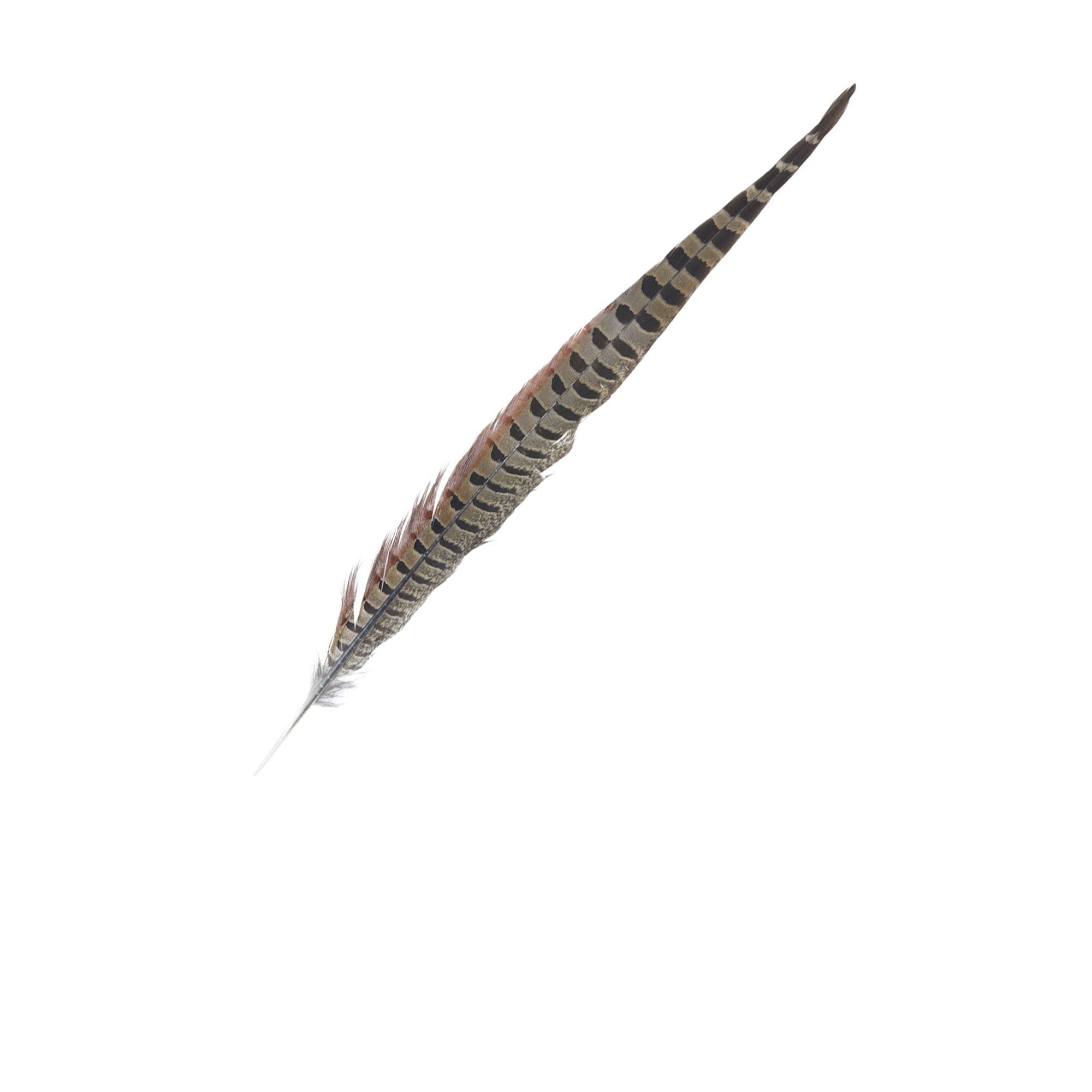 Goorin Bros. common feather feather Brown front view